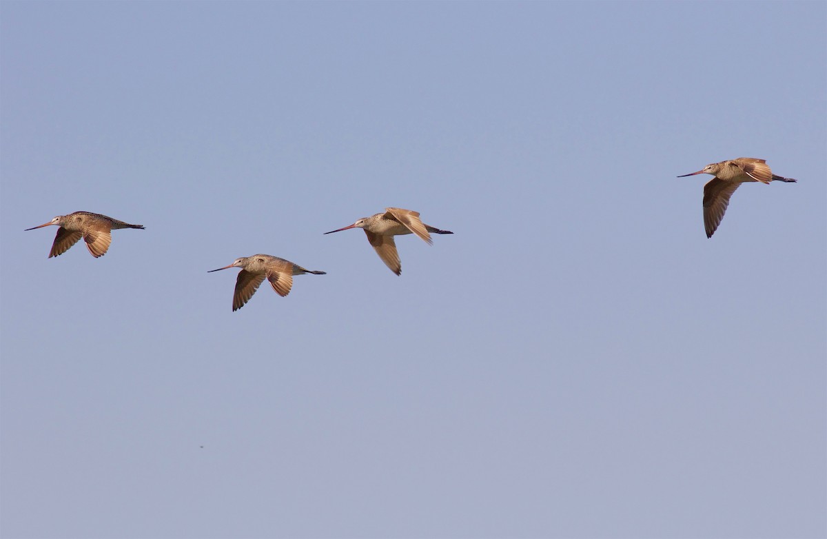 Marbled Godwit - Kathryn Keith