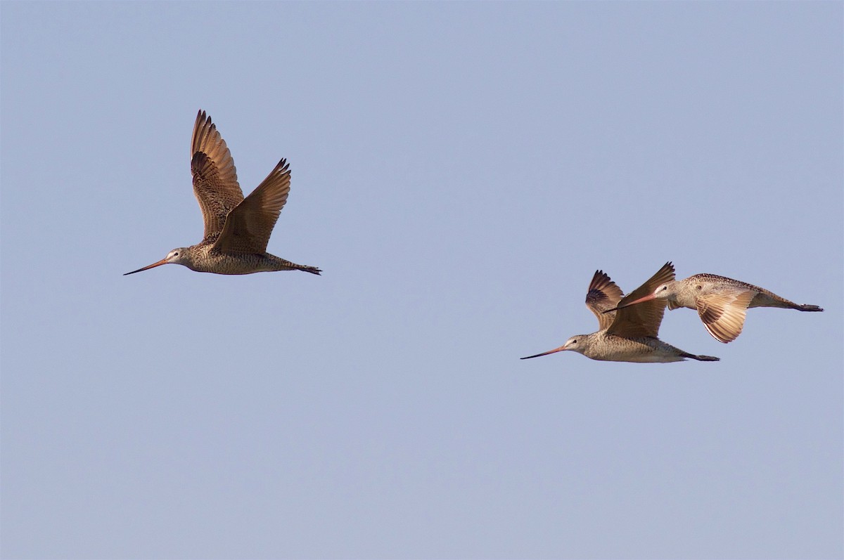 Marbled Godwit - ML106983851