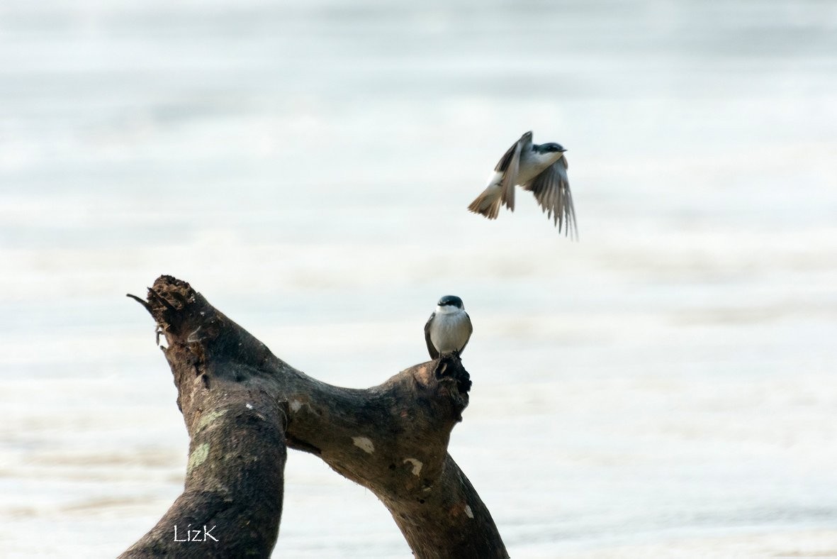 Golondrina de Manglar - ML106987361