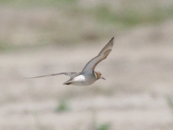 Buff-breasted Sandpiper - ML106989401