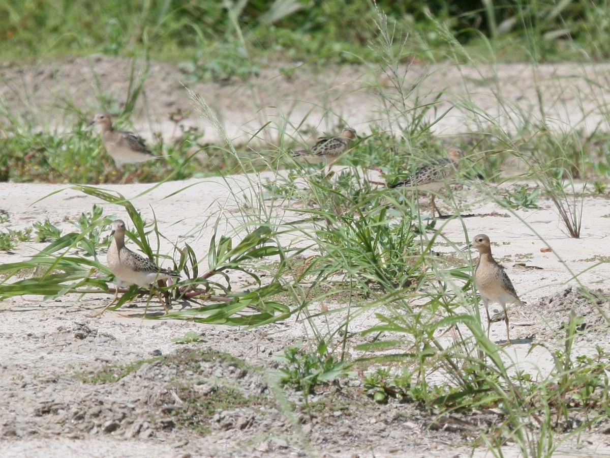 Buff-breasted Sandpiper - ML106989451