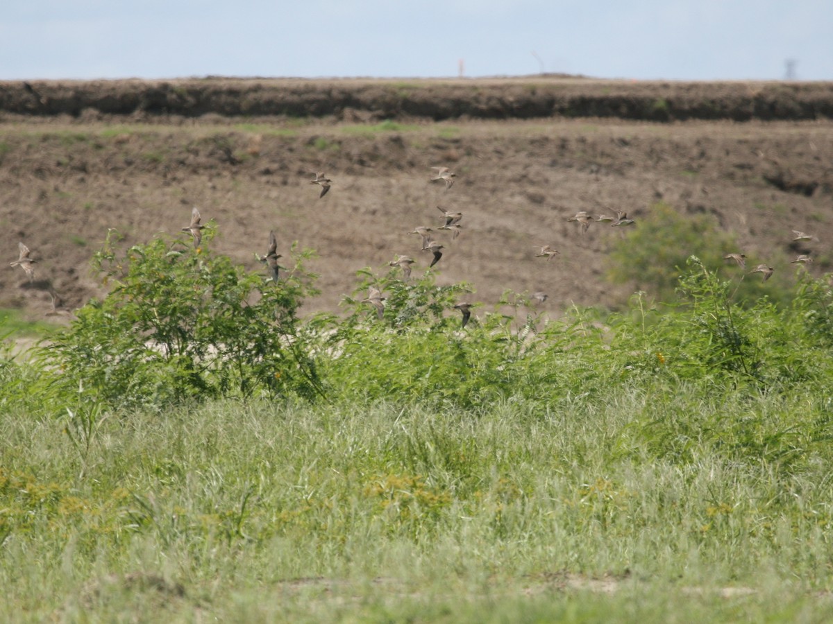 Buff-breasted Sandpiper - ML106989571