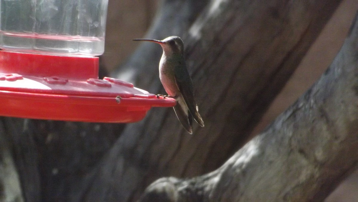 Broad-billed Hummingbird - ML106990161