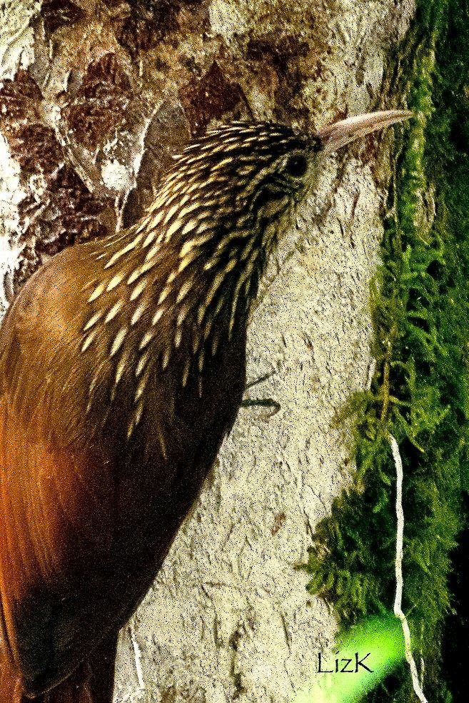 Streak-headed Woodcreeper - Karina Ortega