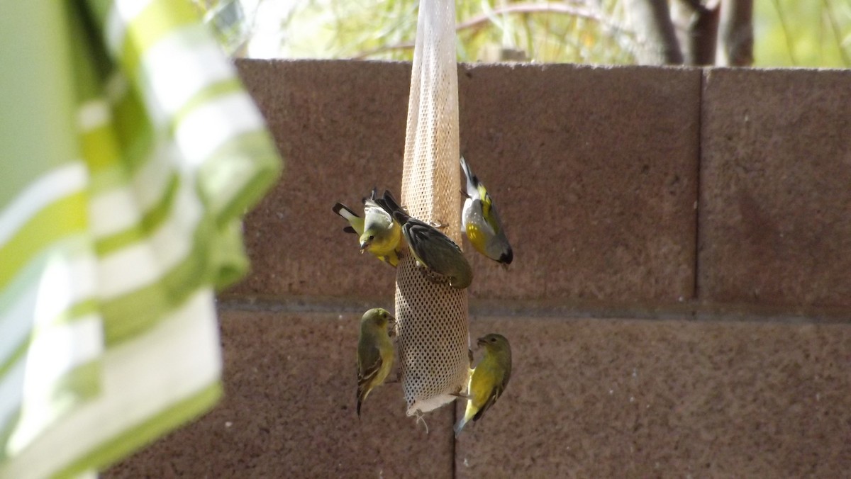 Lawrence's Goldfinch - DeeDee DeLorenzo