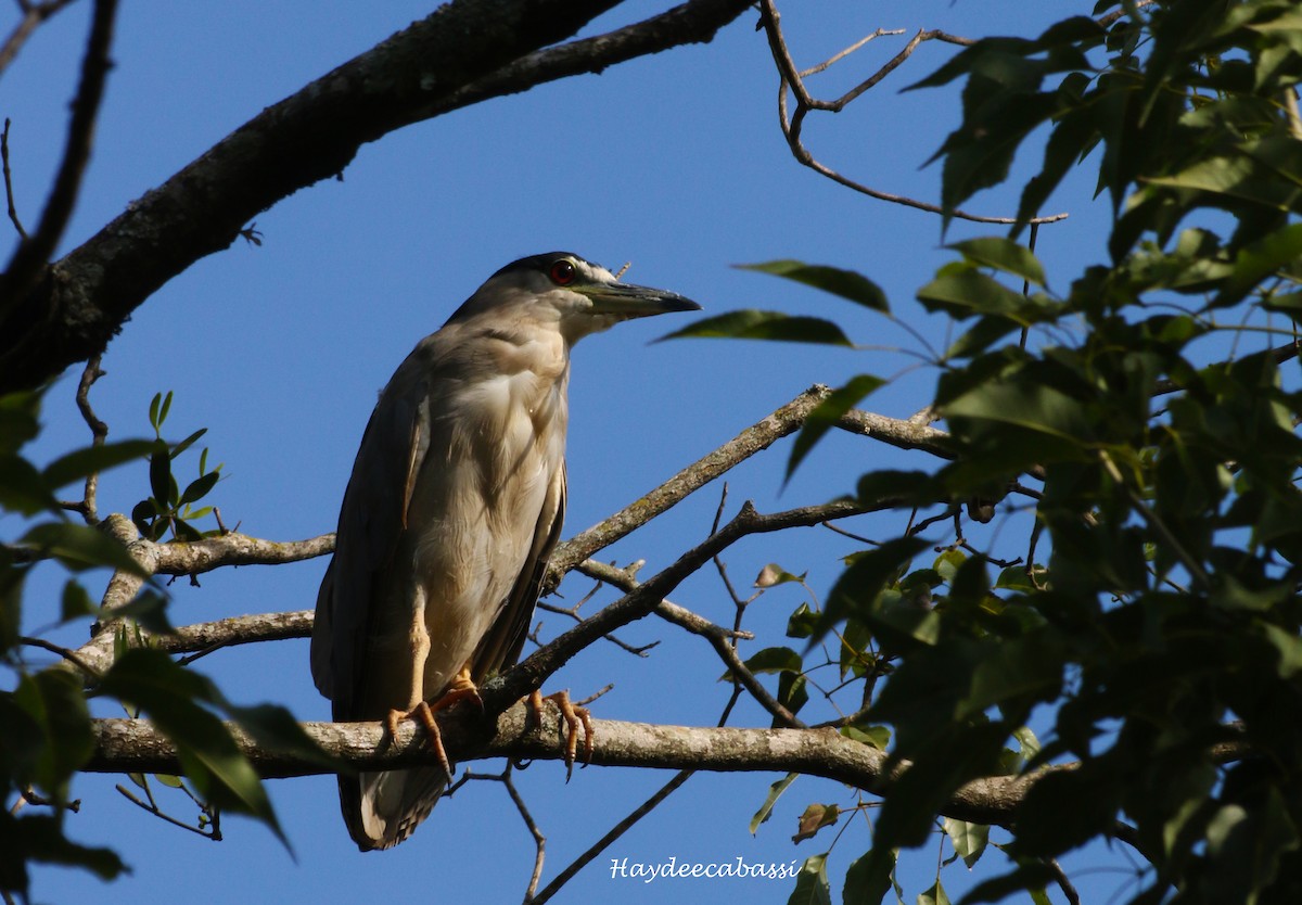 Black-crowned Night Heron - ML106992351