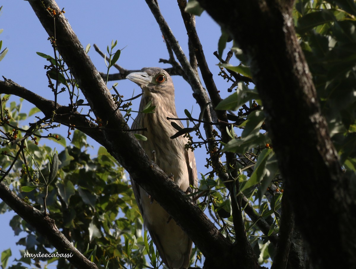 Black-crowned Night Heron - ML106992361