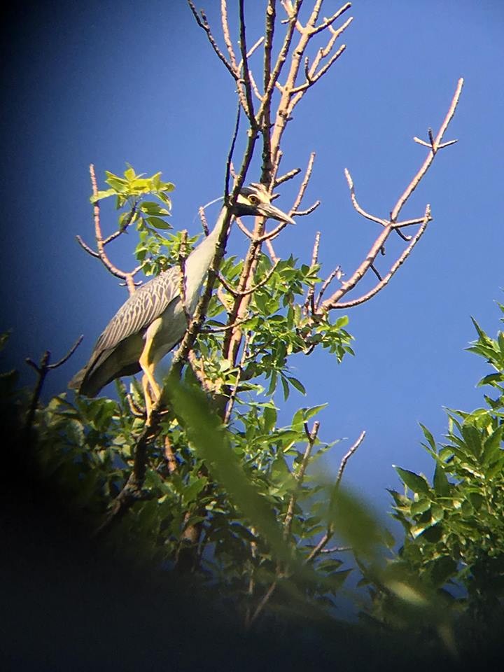 Yellow-crowned Night Heron - ML106994571
