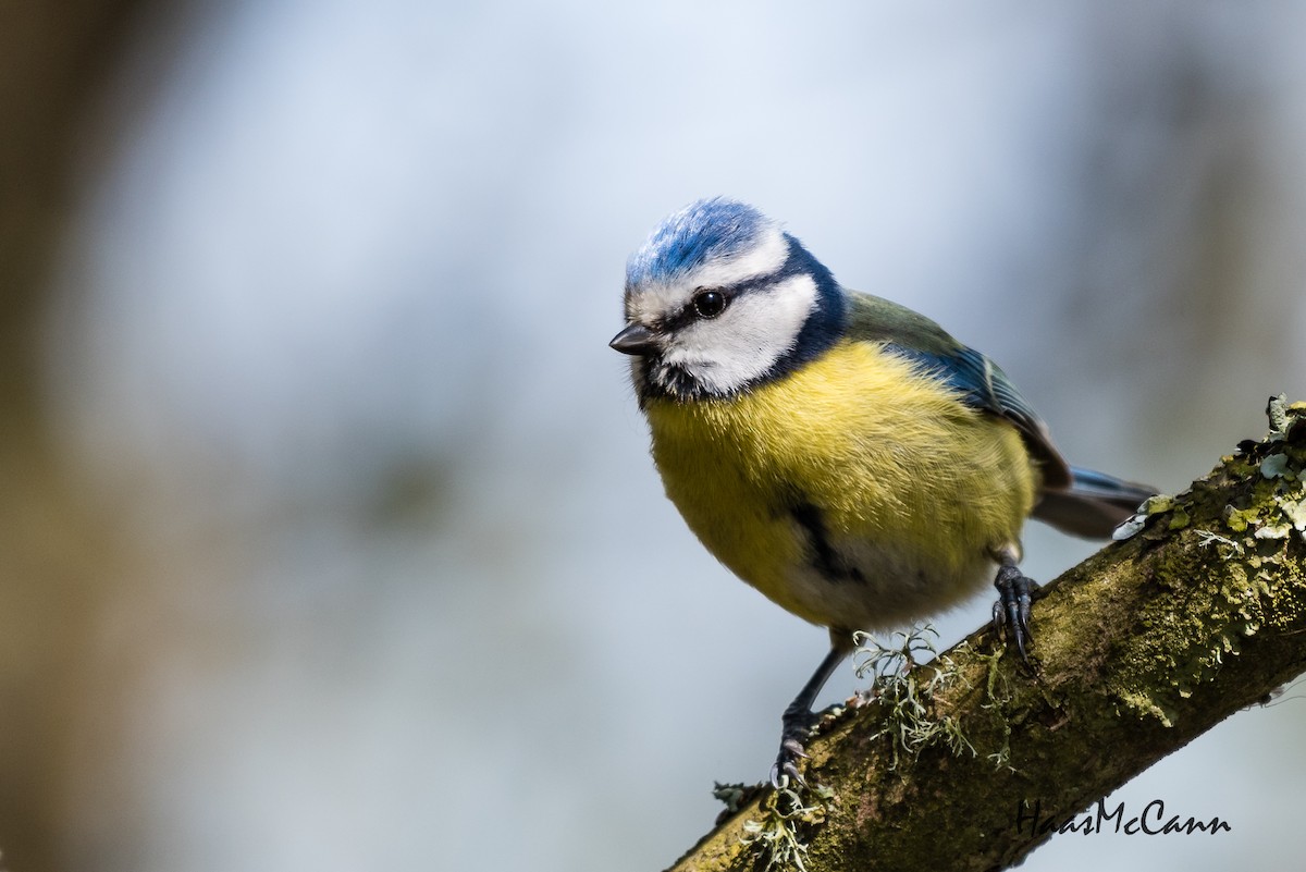 Eurasian Blue Tit - ML106996811