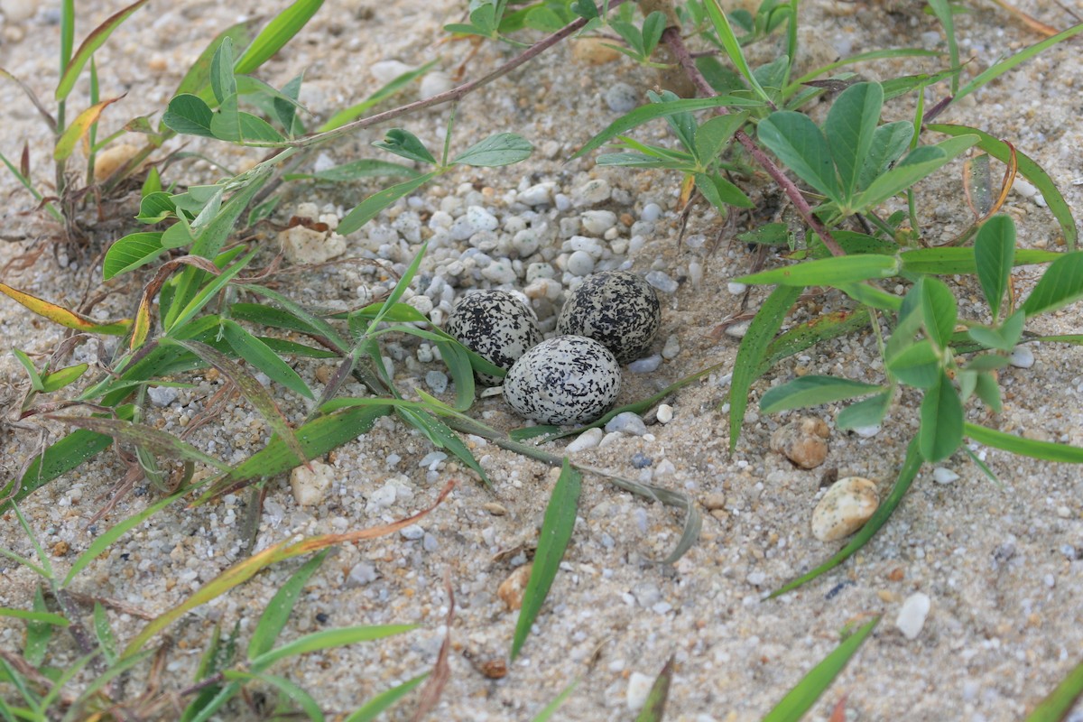 Wilson's Plover - ML106998021