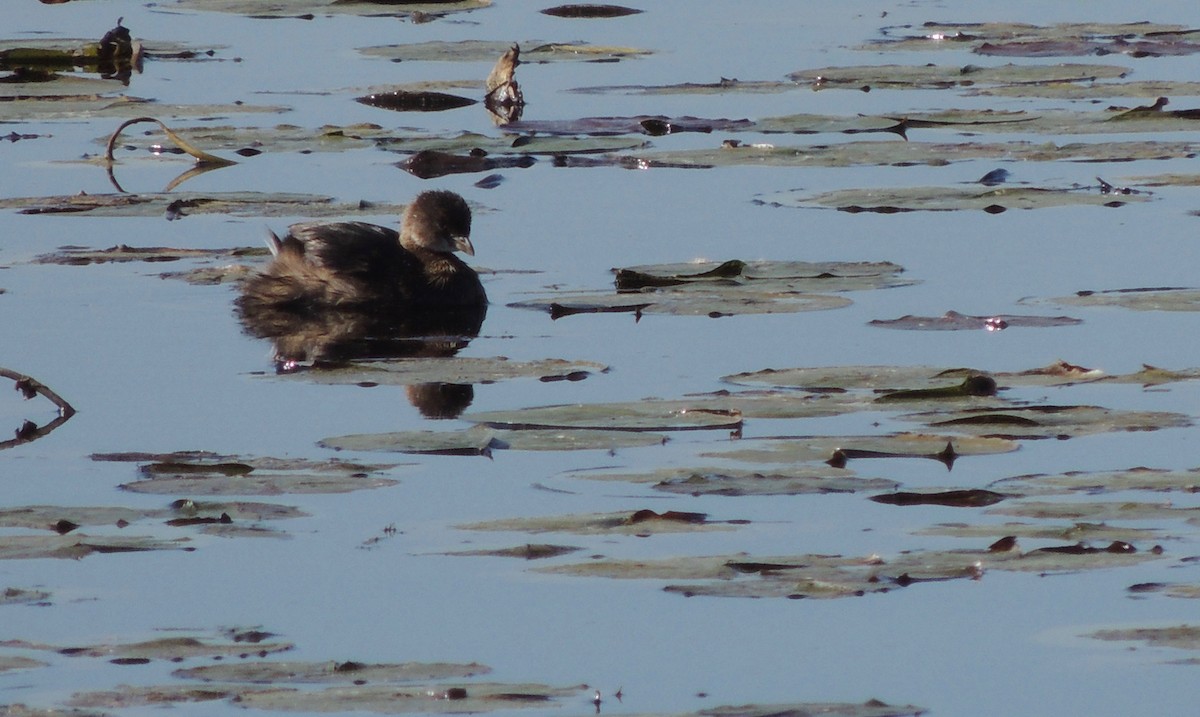 Pied-billed Grebe - ML106998071