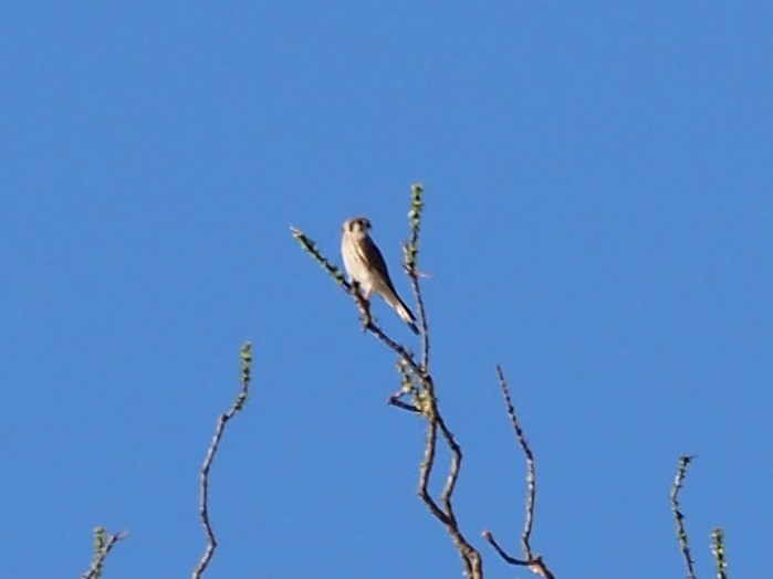American Kestrel - ML106999361