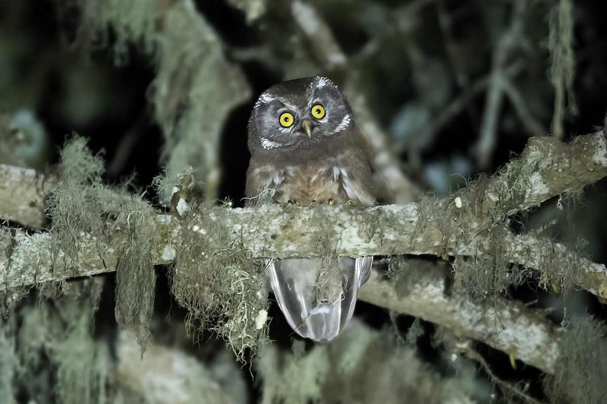 Boreal Owl - ML106999431