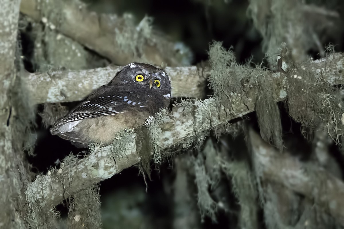 Boreal Owl - ML106999461