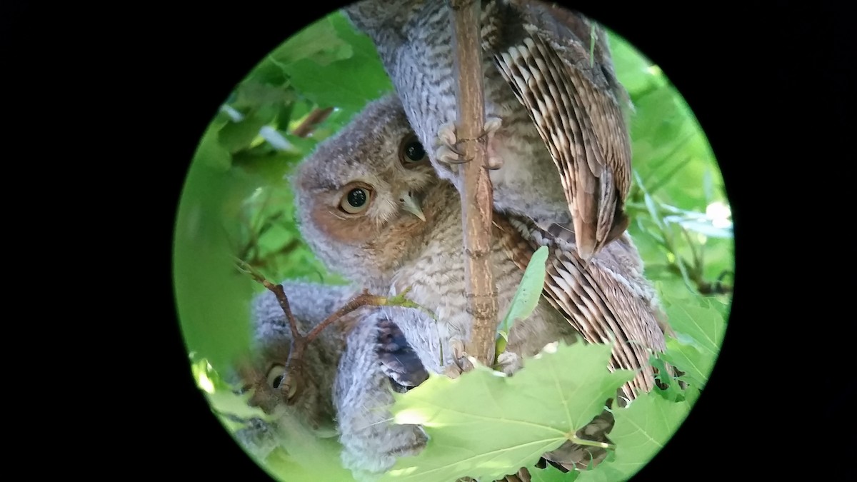 Eastern Screech-Owl - ML106999791