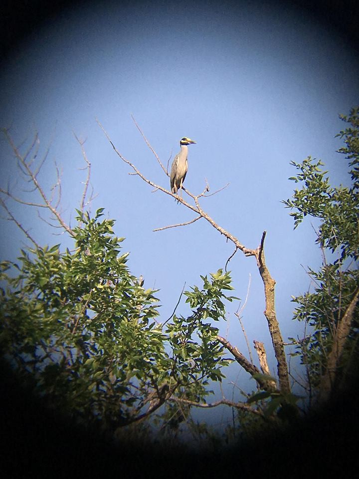 Yellow-crowned Night Heron - ML107000131