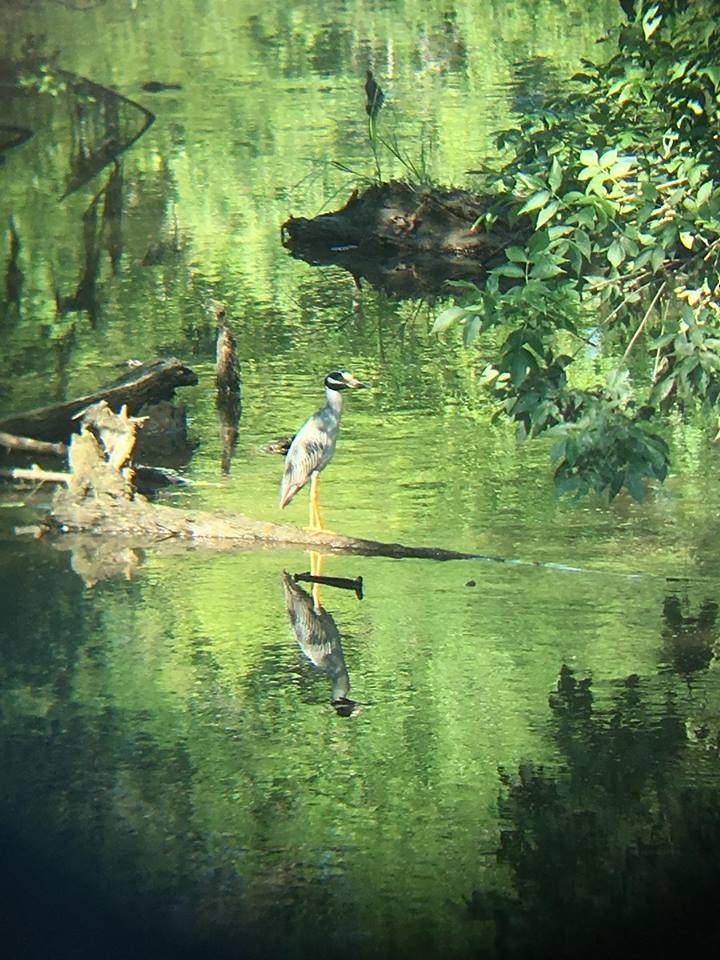 Yellow-crowned Night Heron - ML107000141