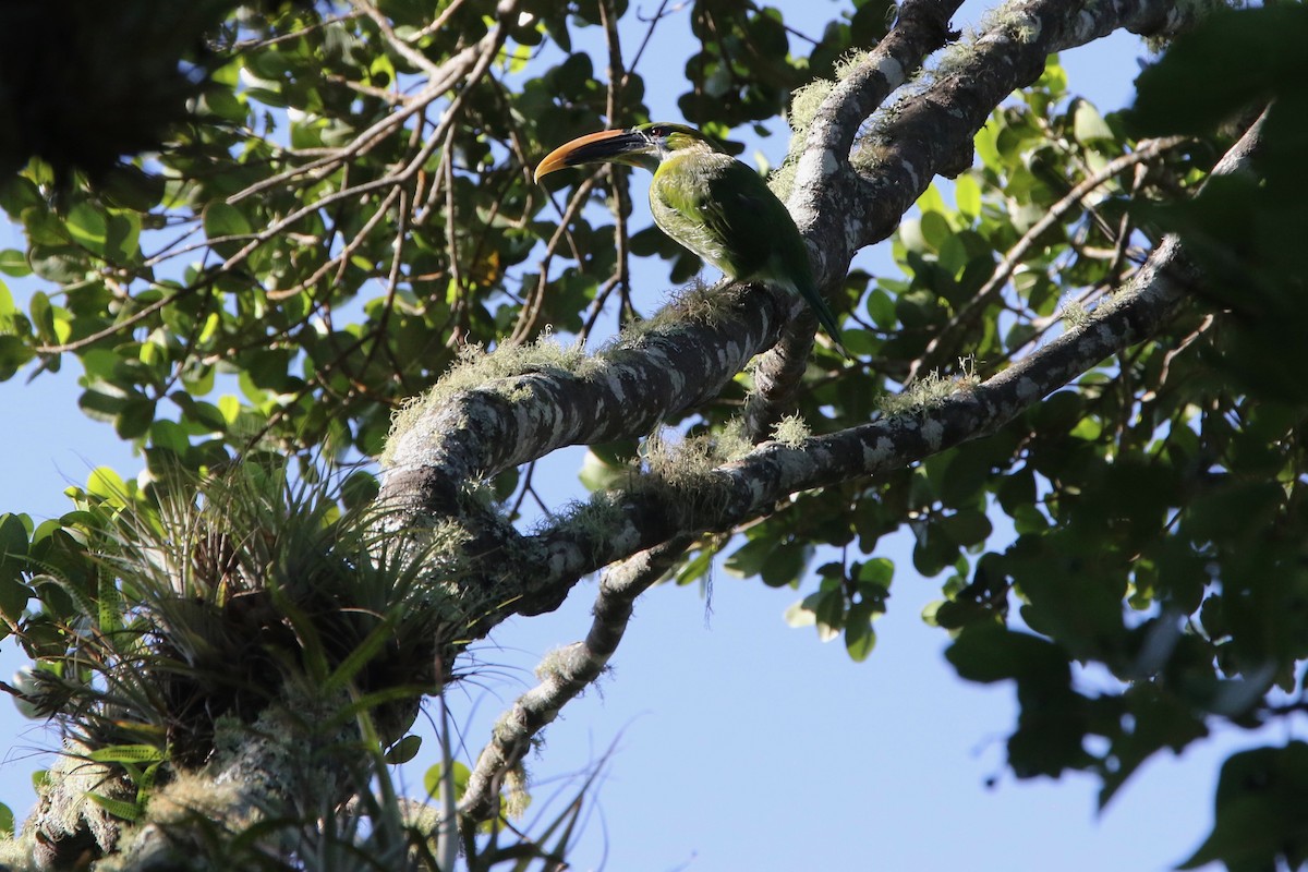 Groove-billed Toucanet - ML107000571