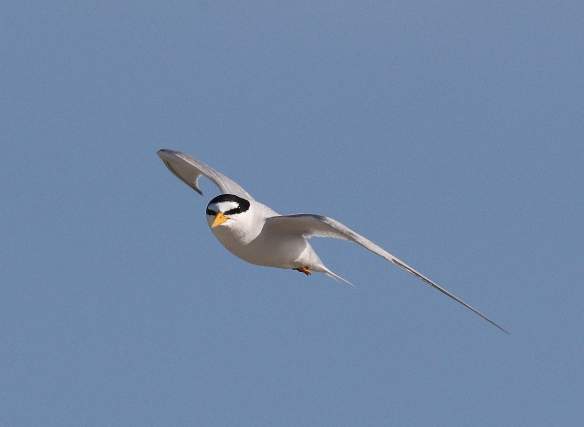 Least Tern - ML107000921