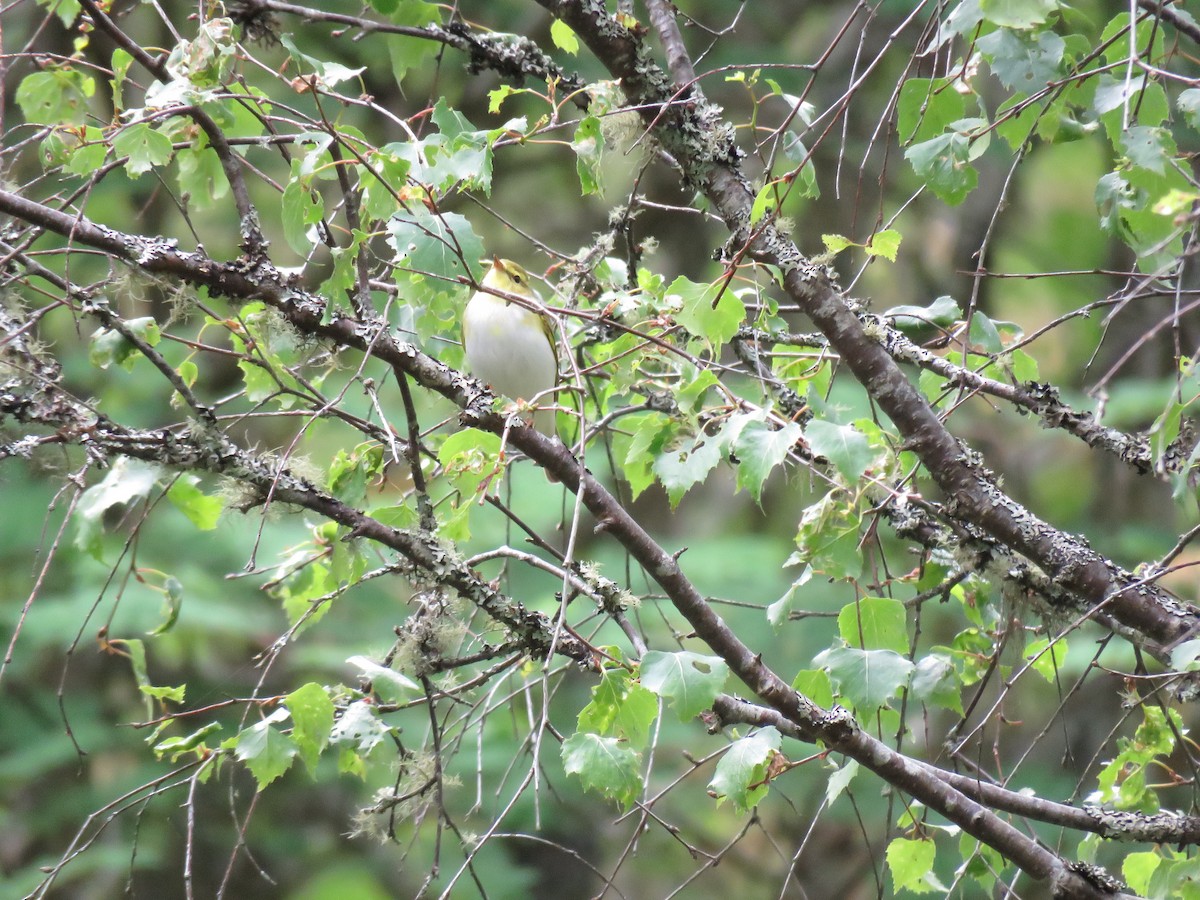 Wood Warbler - ML107001221