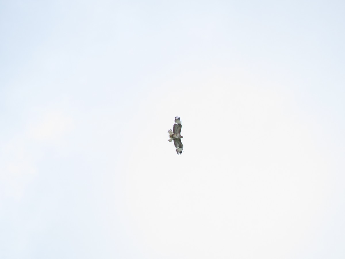 Common Buzzard - ML107002341