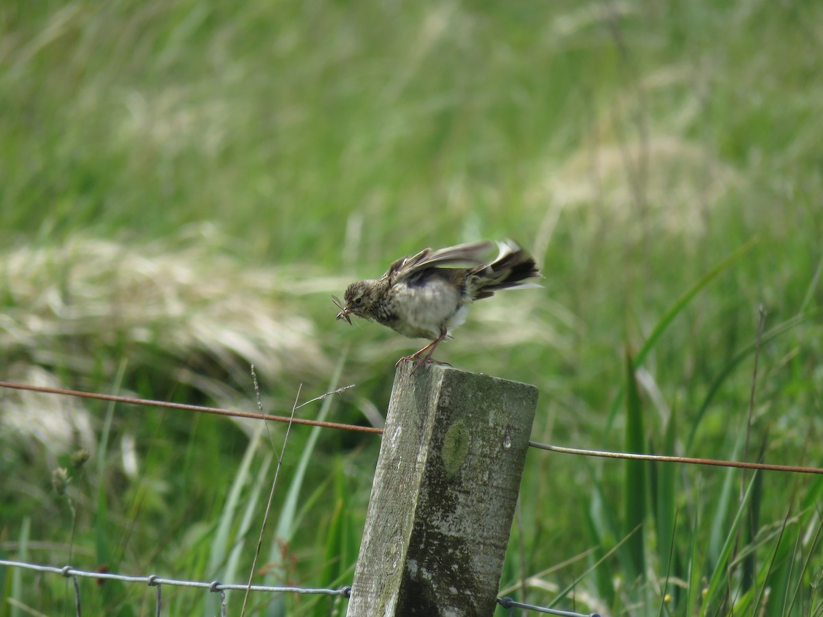 Meadow Pipit - Simon Thornhill