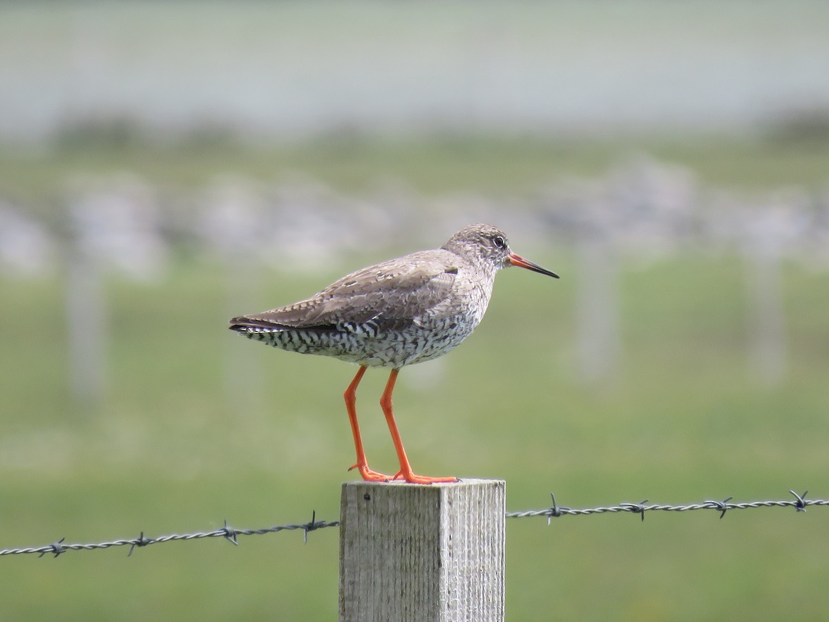 Common Redshank - Simon Thornhill