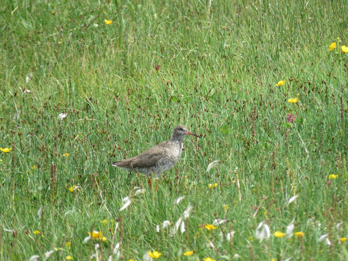 Common Redshank - Simon Thornhill