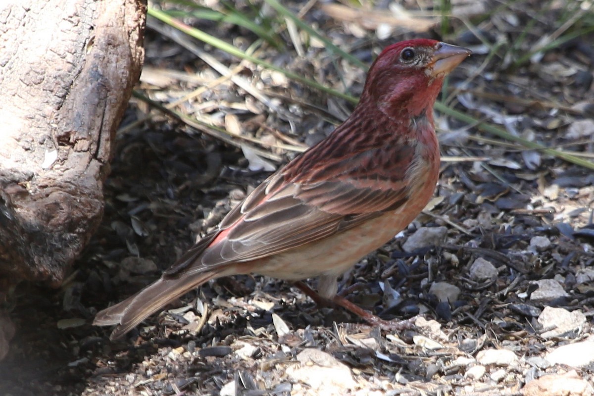 Cassin's Finch - Greg Page