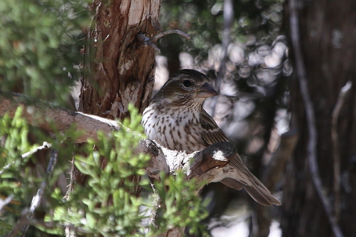 Cassin's Finch - ML107002591