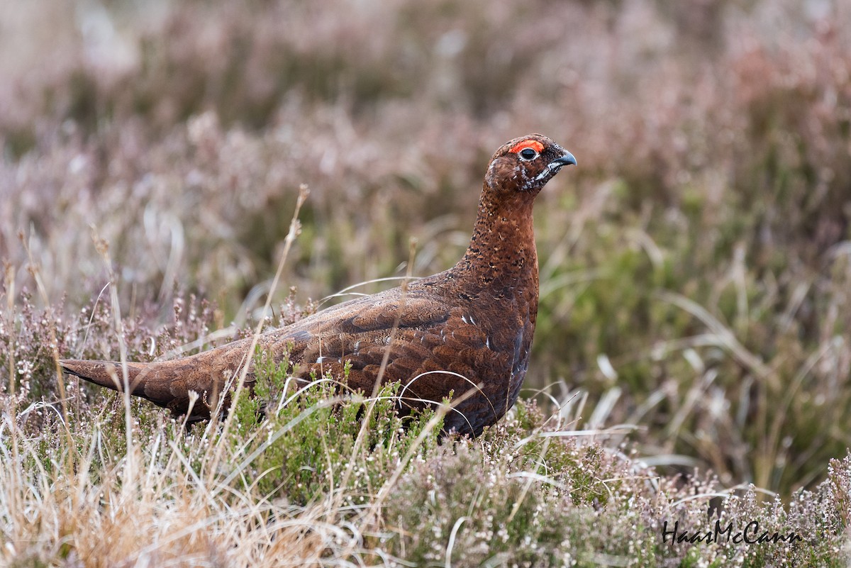 Moorschneehuhn (scotica) - ML107005201