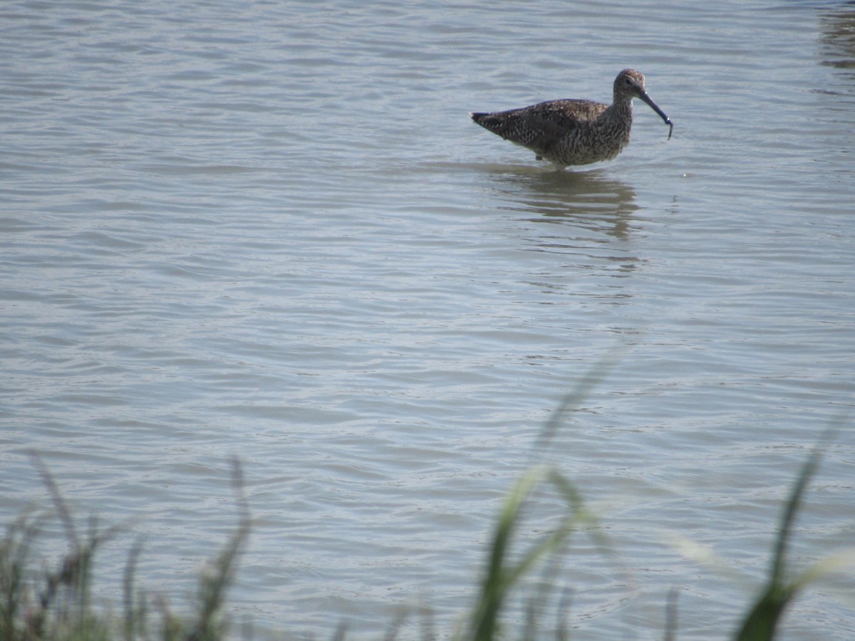 Willet - Tom Seador