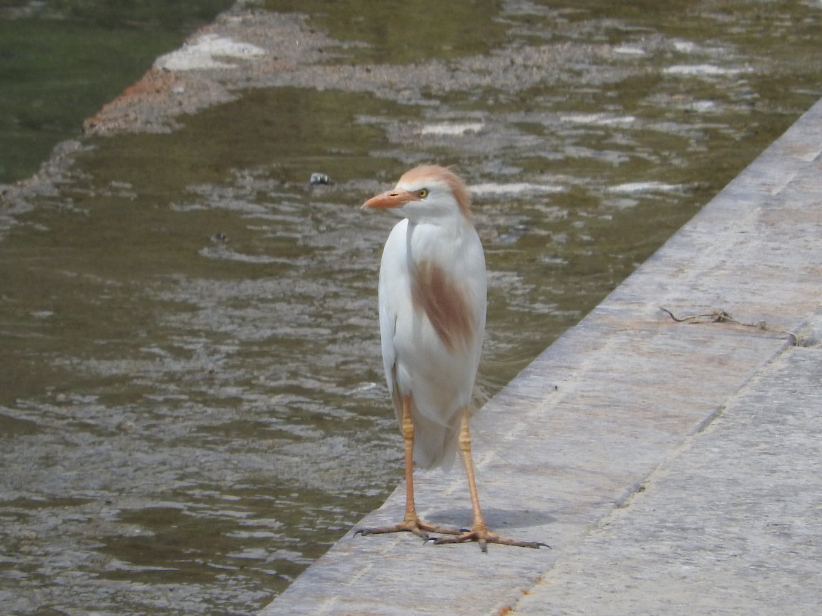 Western Cattle Egret - ML107006061