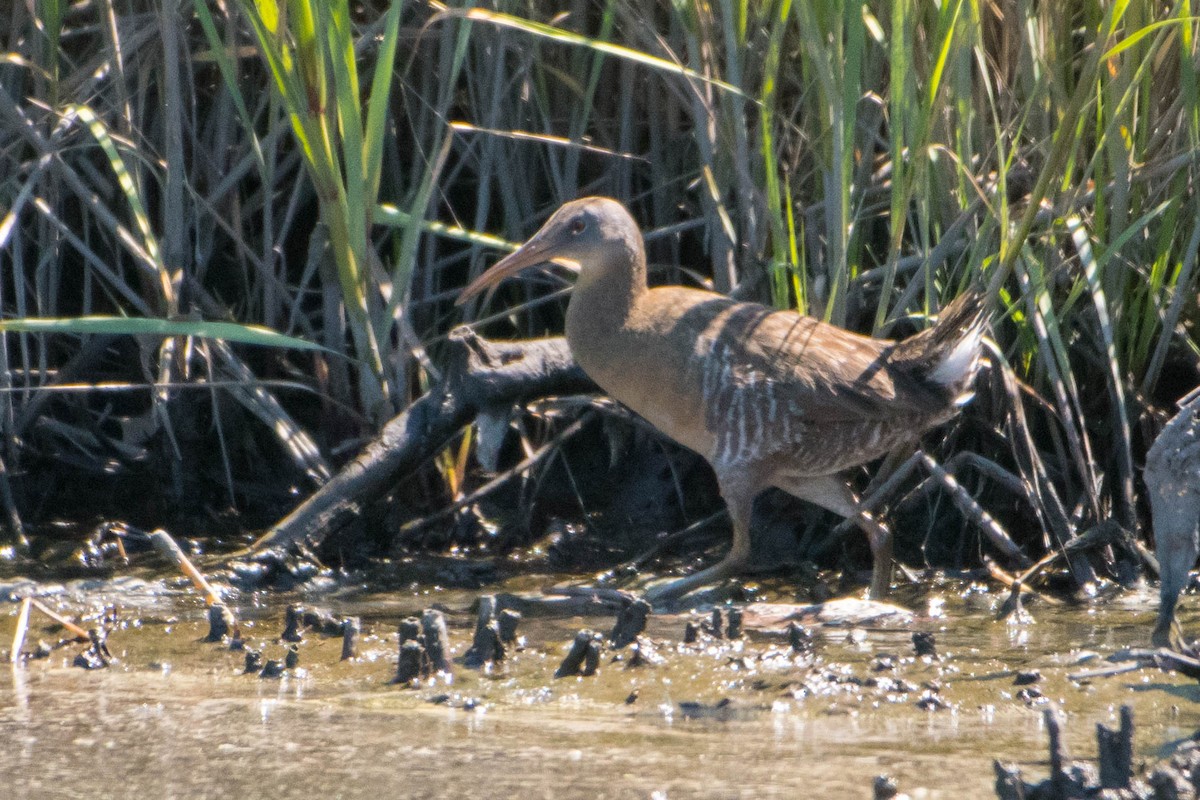 Clapper Rail - ML107010251