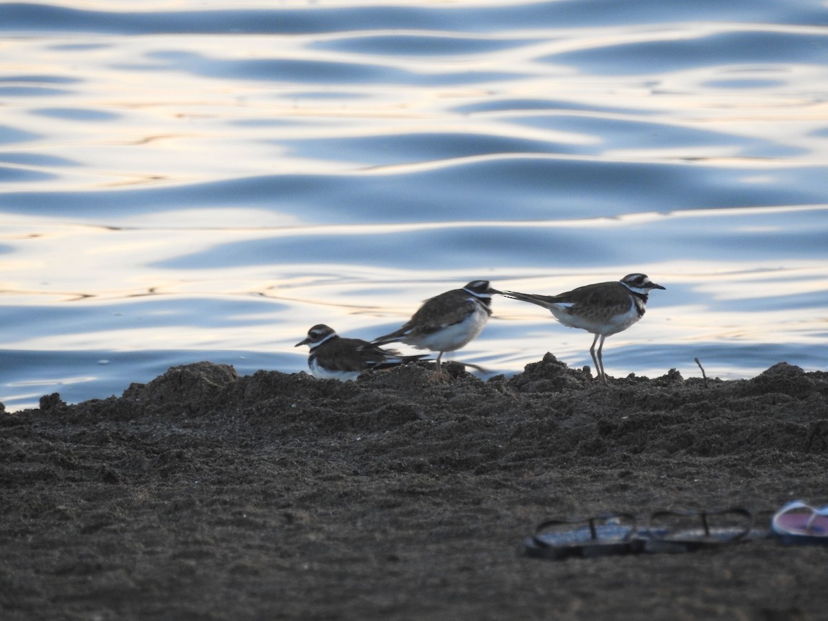 Killdeer - ML107010761