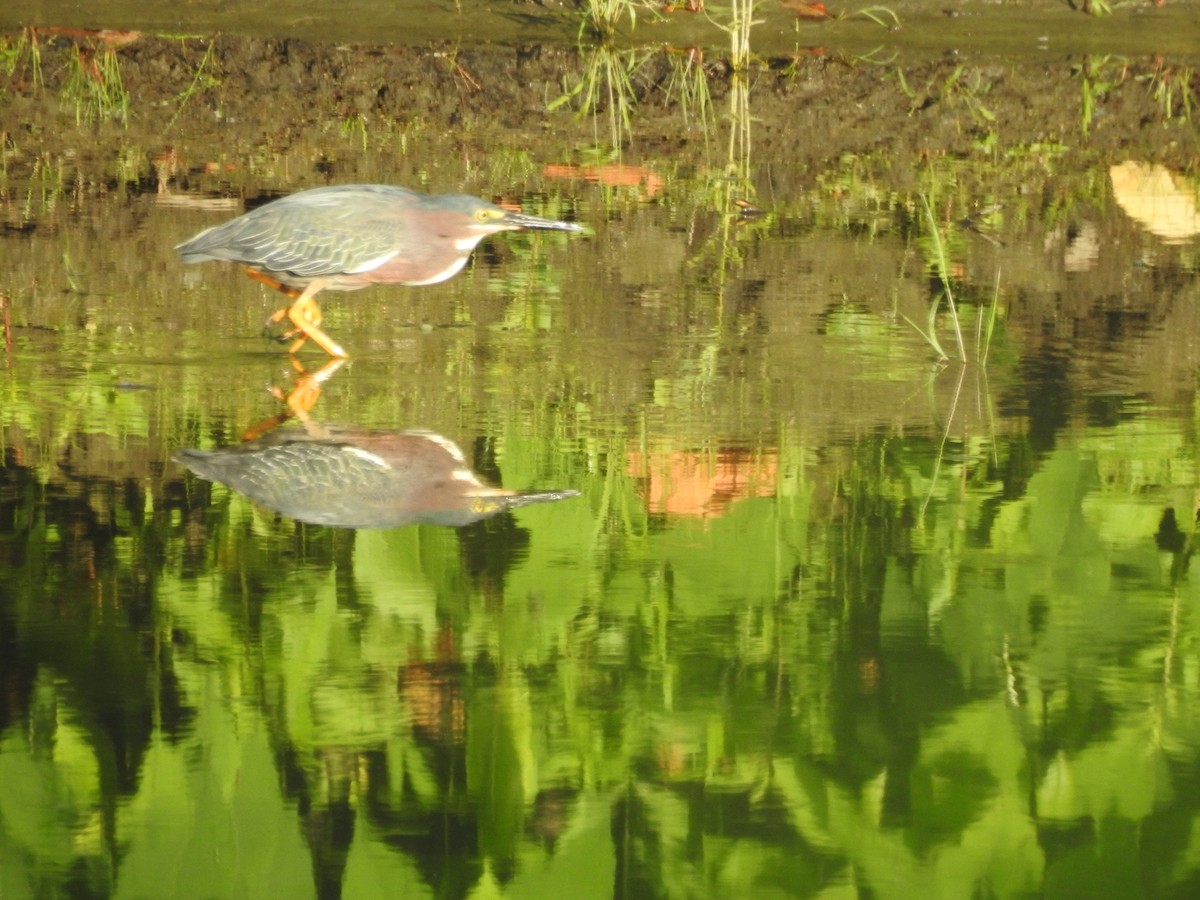 Green Heron - ML107014071