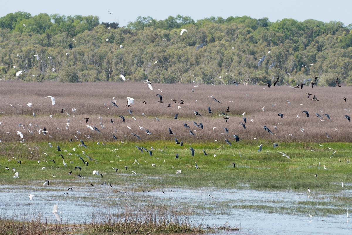 Pink-eared Duck - ML107014661