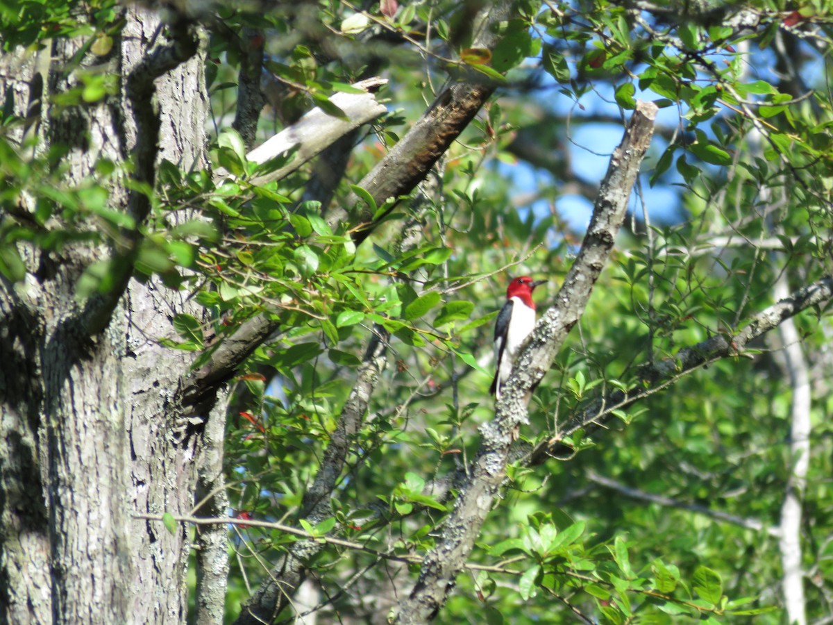 Red-headed Woodpecker - ML107014751