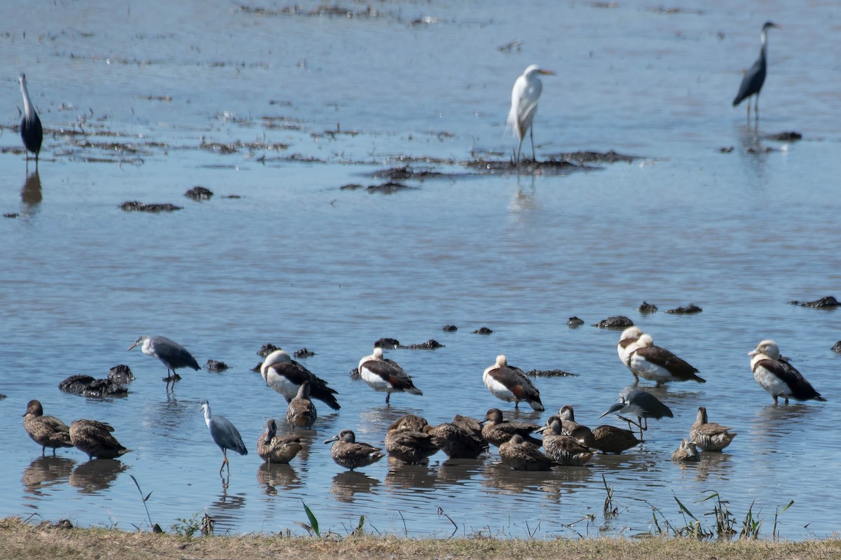 Pink-eared Duck - ML107015131