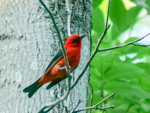 Scarlet Tanager - Niall Doherty