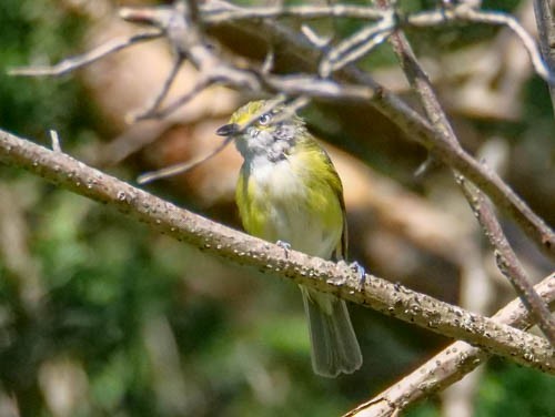 Ak Gözlü Vireo - ML107015811