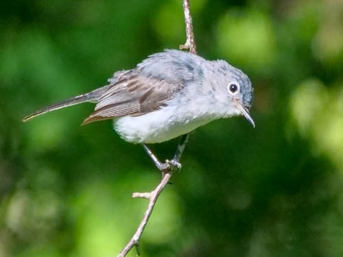 Gobemoucheron gris-bleu - ML107015881