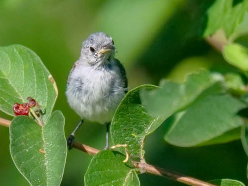 Gobemoucheron gris-bleu - ML107015891