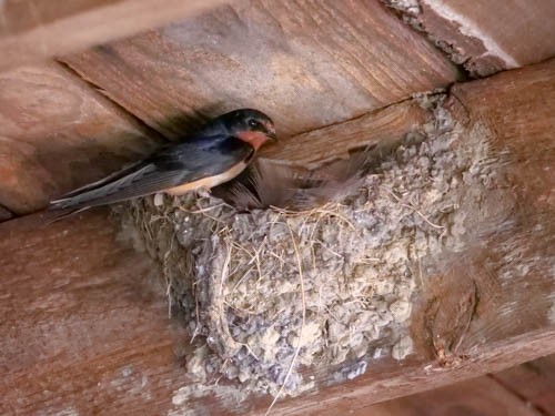 Barn Swallow - ML107015911