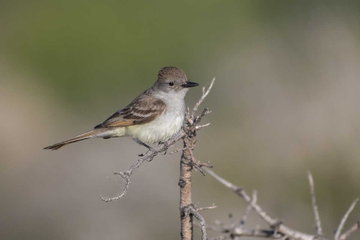 Ash-throated Flycatcher - ML107016061