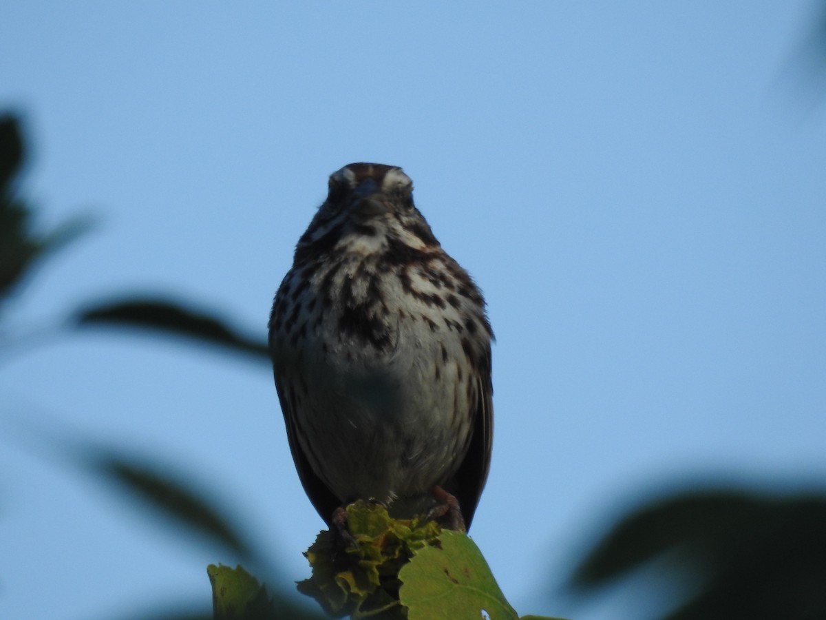 Song Sparrow - ML107017221