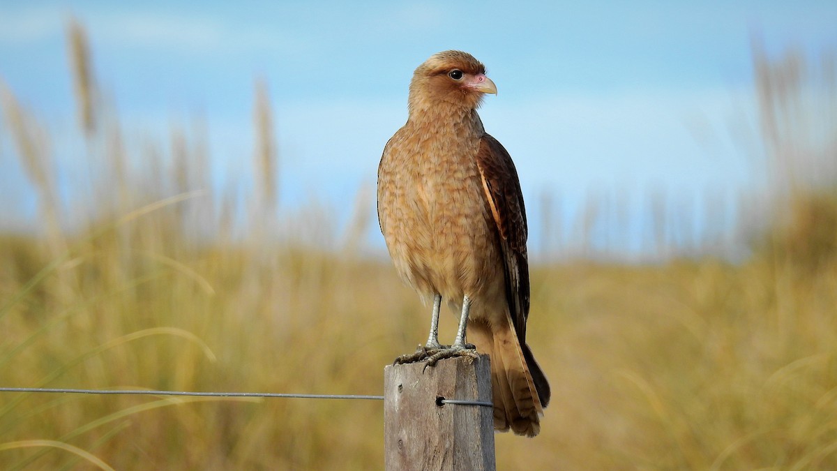 Chimango Caracara - ML107017431