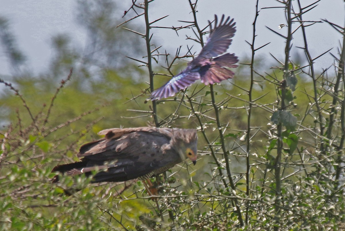 African Harrier-Hawk - Joan and/or George Sims