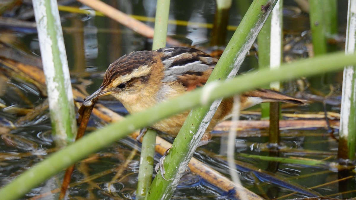 Wren-like Rushbird - ML107017571