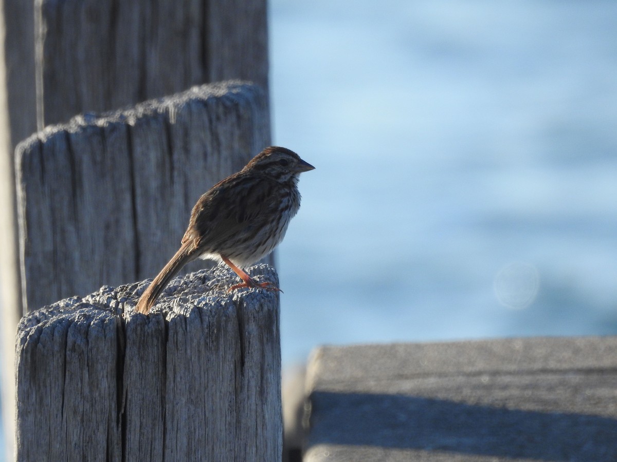 Song Sparrow - ML107017601